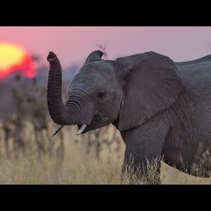 Meet your Posher, Camille